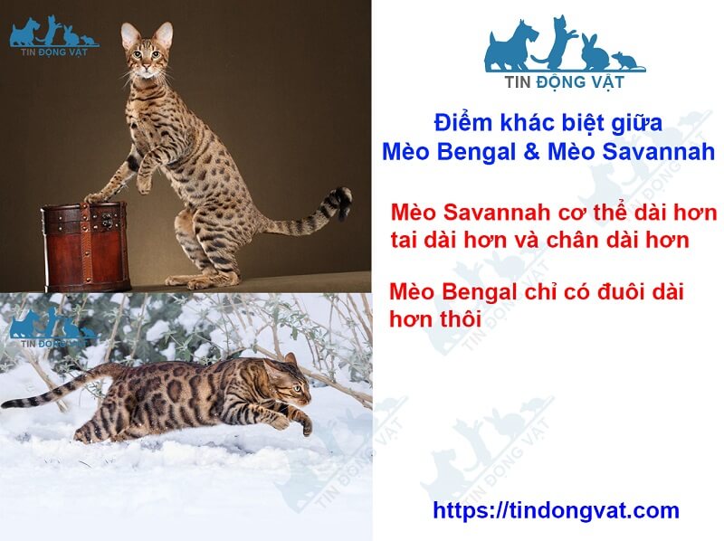 mèo savannah khác gì mèo bengal