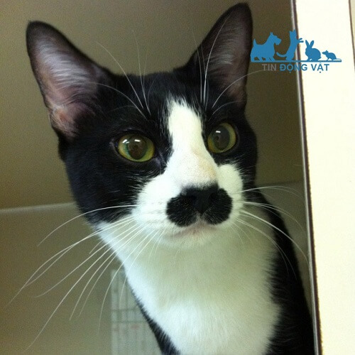 mèo kitler tuxedo