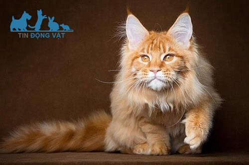 mèo lông dài to nhất maine coon