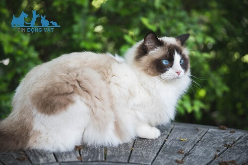 mèo lông dài ragdoll