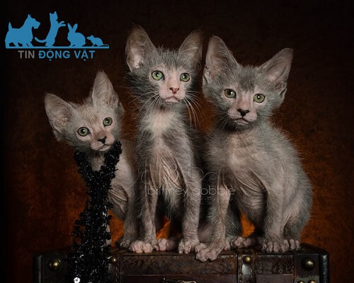 mèo lykoi giá rẻ