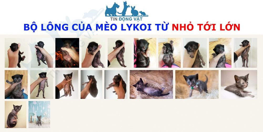 bán mèo lykoi hà nội