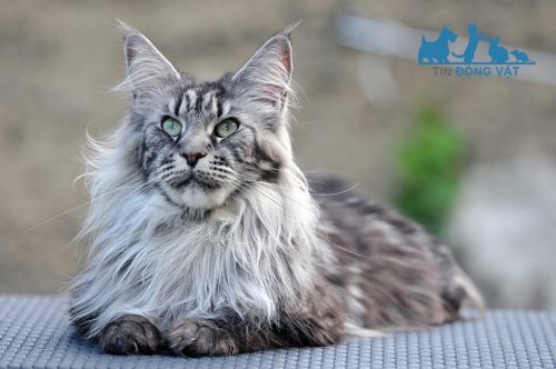 mèo maine coon đắt tiền