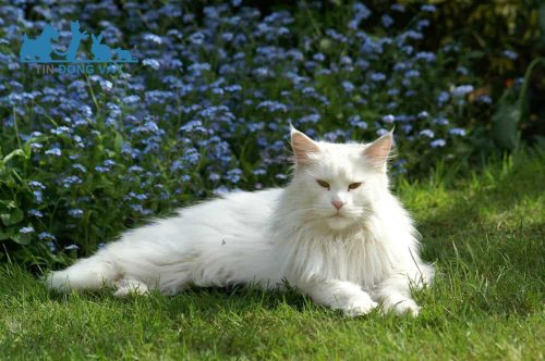 mèo maine coon trắng