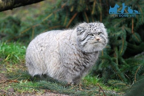 mèo manul