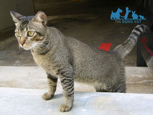 mèo tabby muối tiêu