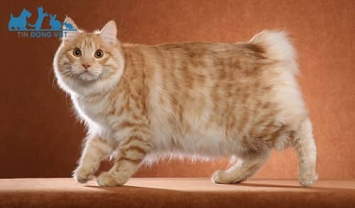 mèo nga Kurilian Bobtail