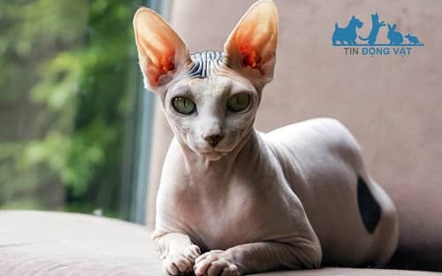 mèo nga Peterbald