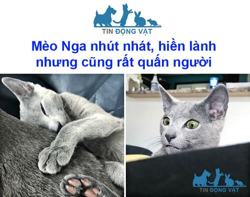 mèo nga lai