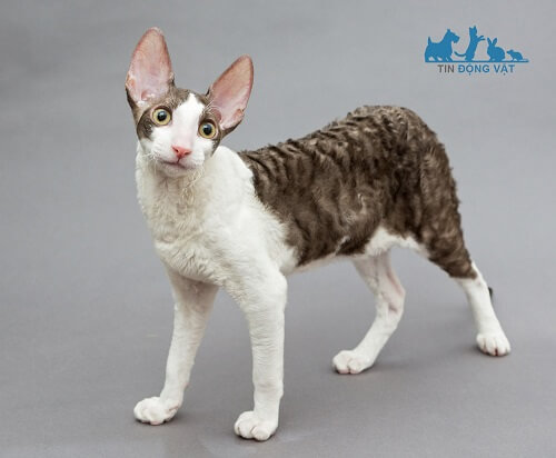 ngoại hình của mèo Cornish Rex