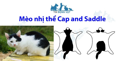 mèo nhị sắc Cap and Saddle