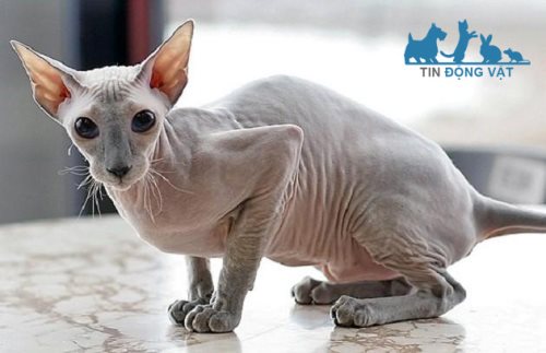 giống mèo peterbald đắt đỏ