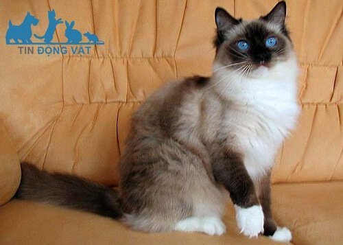 mèo ragdoll