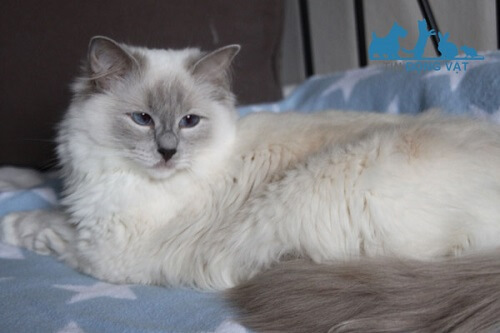 mèo ragdoll lilac