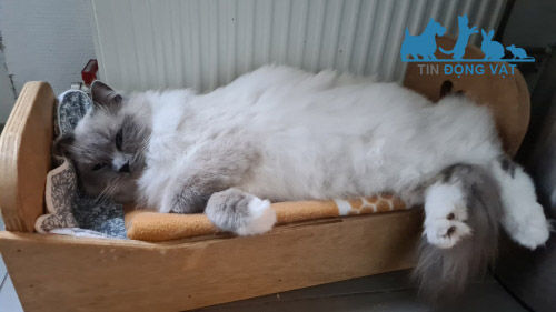 mèo ragdoll lười biếng