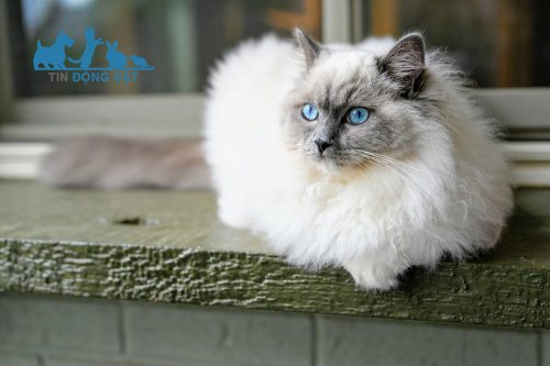 mèo ragdoll trắng