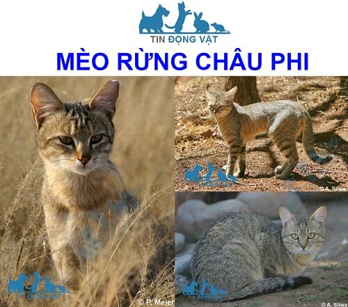 bán mèo rừng hcm