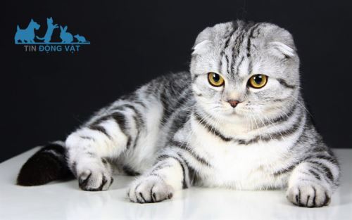 mèo scottish fold đáng yêu