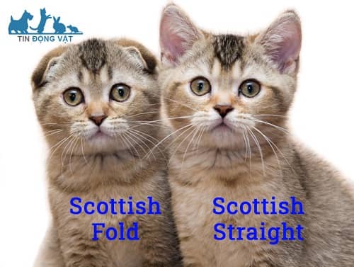 mèo scottish straight khác gì fold