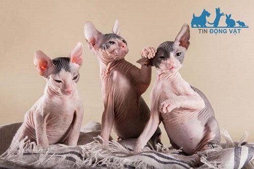 giống mèo sphynx không lông