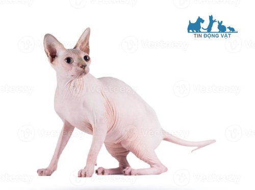 mèo sphynx trắng