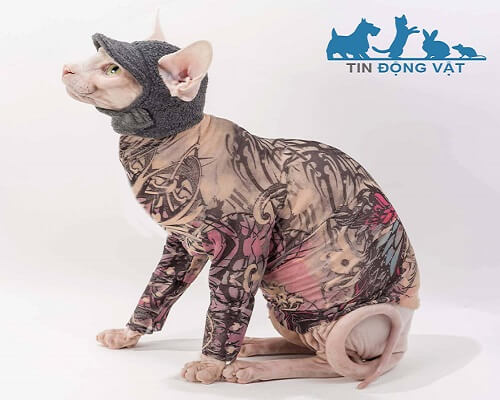 mèo sphynx xăm