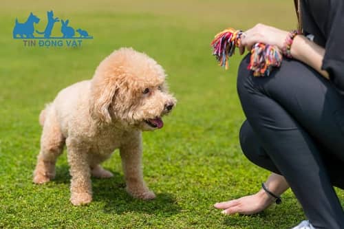 chọn chó poodle giá hợp lý