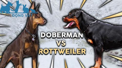 nên nuôi chó rottweiler hay doberman