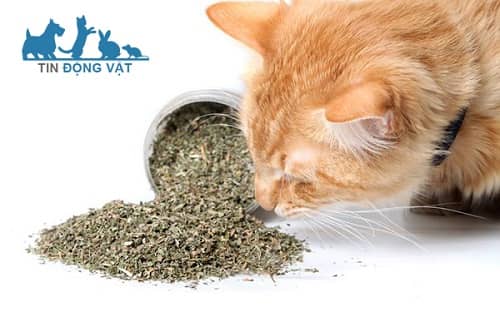 nên cho mèo dùng catnip loại nào