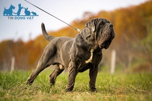 Chó Neapolitan Mastiff mặt cực xệ