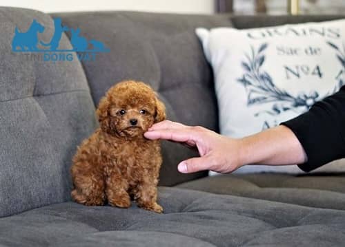 chó poodle tiny nâu đỏ