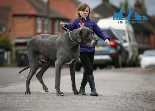 ngoại hình chó great dane