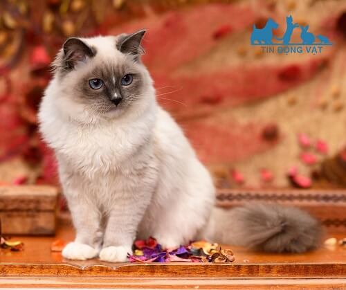 ngoại hình mèo ragdoll