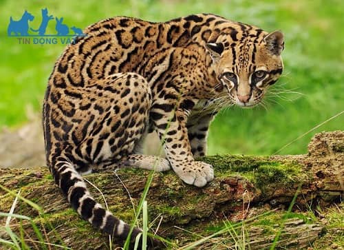 ngoại hình mèo gấm ocelot