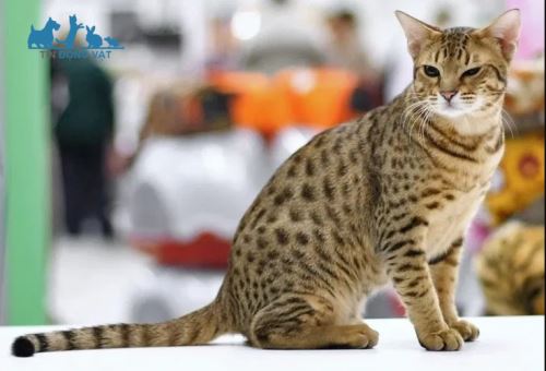 ngoại hình mèo ocicat