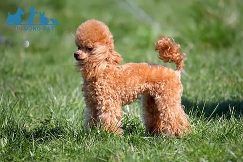 chó toy poodle