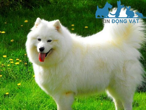 chó samoyed giá