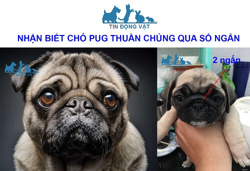 chó pug giá 500k