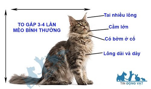 Nhận diện một con mèo Maine Coon