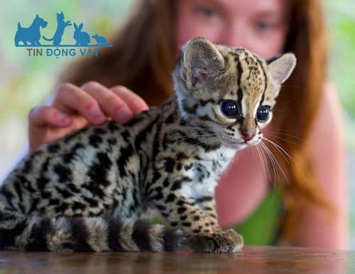 mèo gấm ocelot con