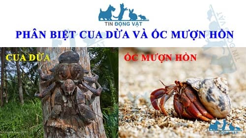 cua dừa và ốc mượn hồn