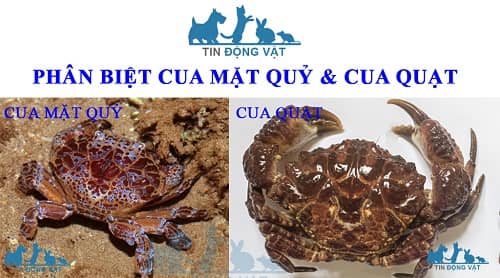 cua mặt quỷ và cua quạt