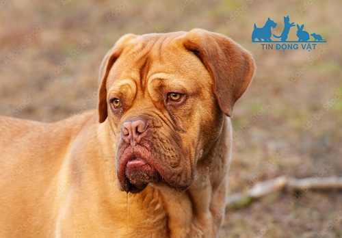 phần đầu chó french mastiff