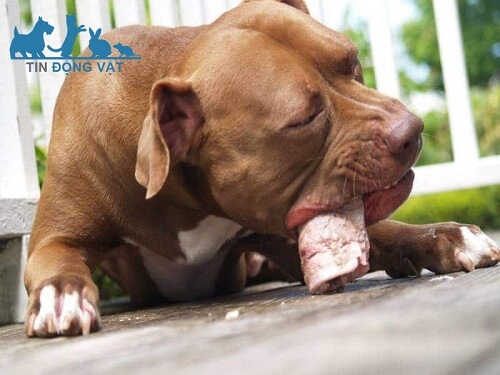 chó pitbull bao nhiêu tiền