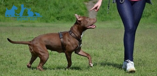 bán chó pitbull hcm