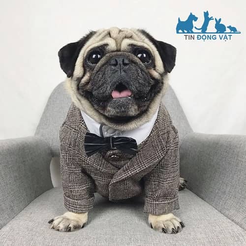 chó pug mặc áo comple