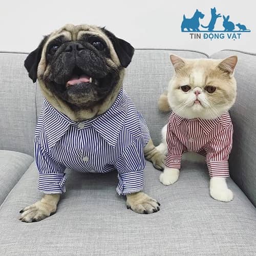 pug mặc đồ tăng độ kute