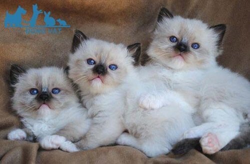 mèo ragdoll việt nam 1