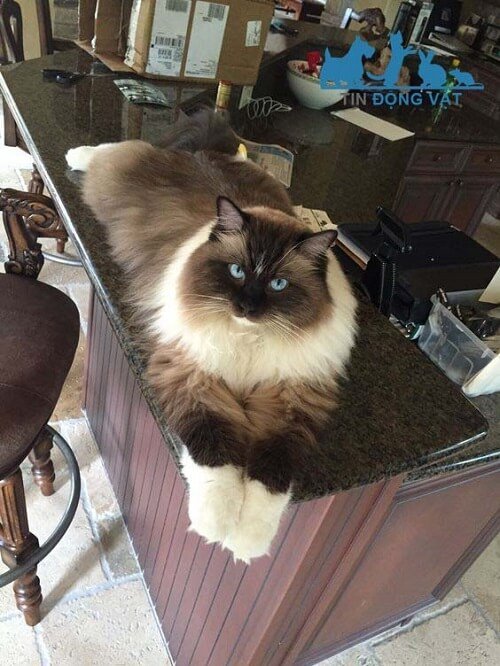 mèo ragdoll hà nội