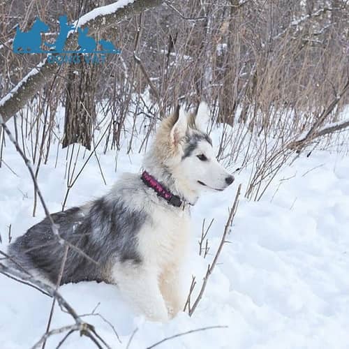 chó alaska lai samoyed